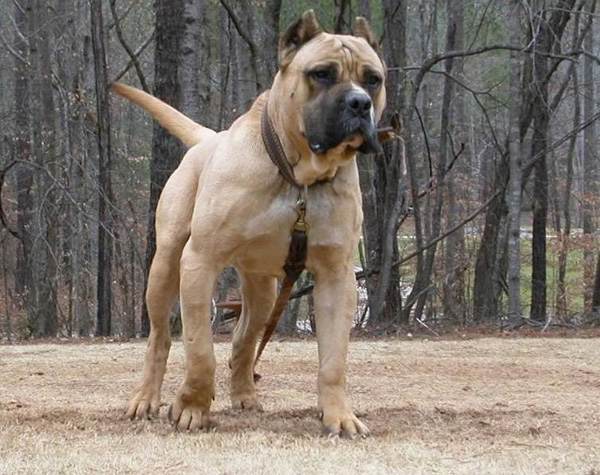 presas dog