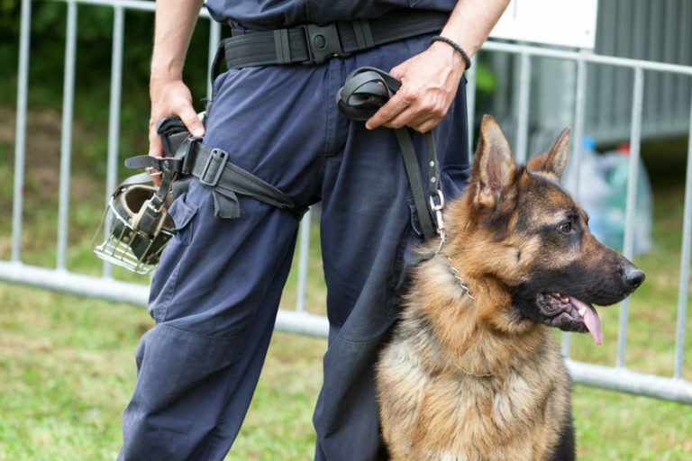 Lawyers For Police Dog Attacks In Nj New Jersey Dog Bite Injury Lawyers